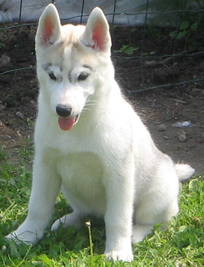 b�b� husky