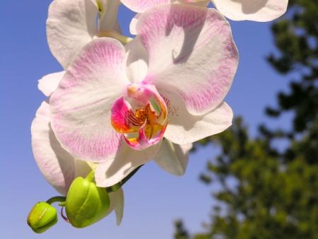 orchid�e